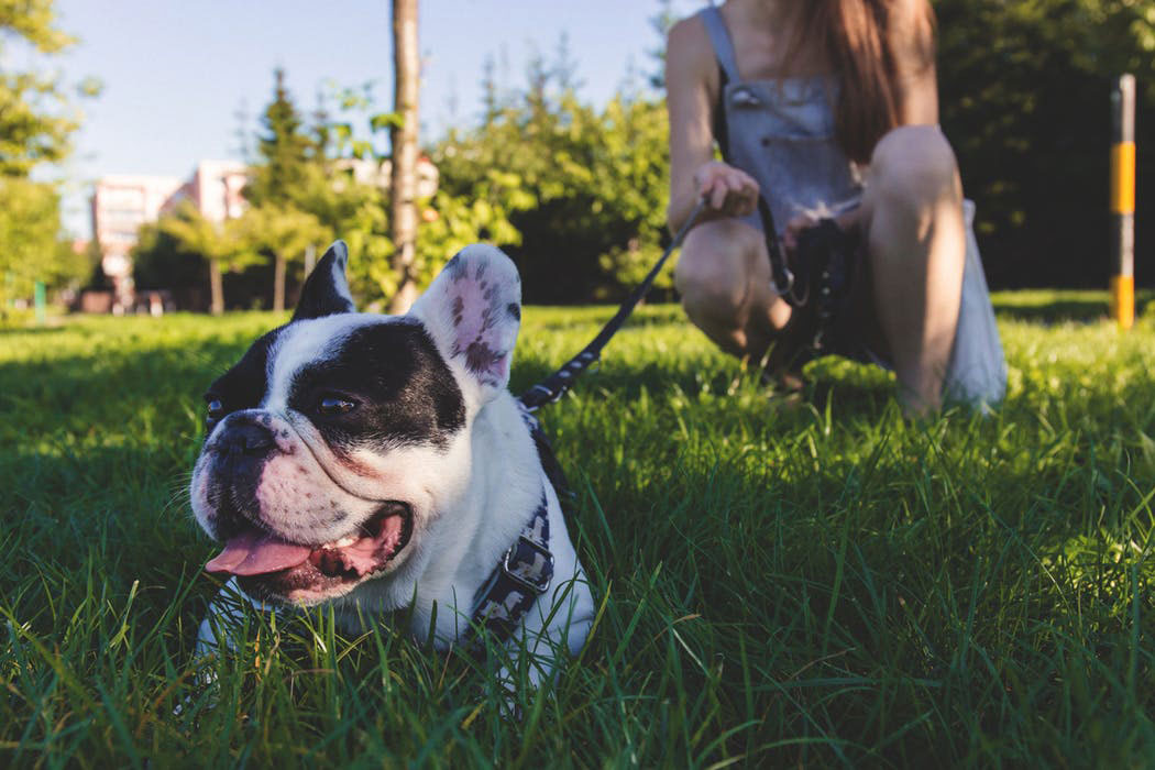 Dogpark - Be Here: Dog Parks and Dog-friendly Hiking Trails